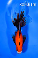 5.5"  FANTAIL GOLDFISH