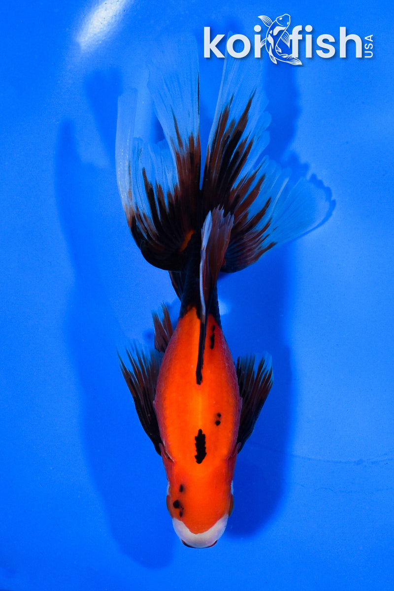 5.5"  FANTAIL GOLDFISH