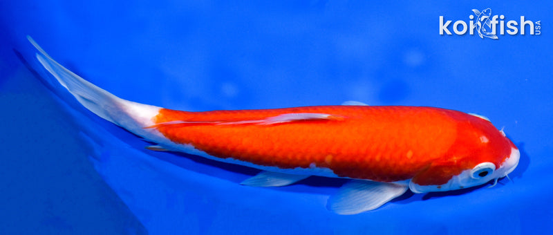 9.75" IPPON HI KOHAKU
