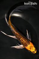 8.5" GINRIN KIN ORENJI MATSUBA BUTTERFLY
