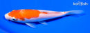 7" KOHAKU