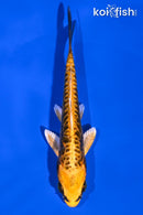 5.25" DOITSU ORENJI MATSUBA