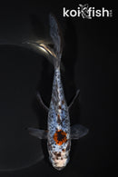 7.25" SHUBUNKIN GOLDFISH