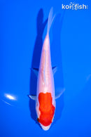 5.5" DOITSU KOHAKU