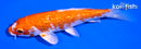 5.5" GINRIN HARIWAKE