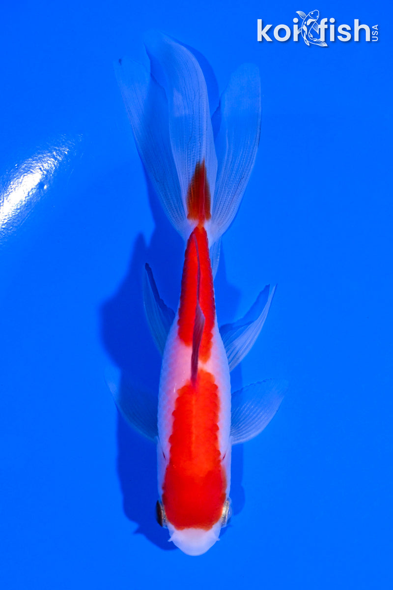 4.75" SARASA WATONI GOLDFISH