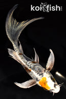 6.75" BENI KIKOKURYU BUTTERFLY