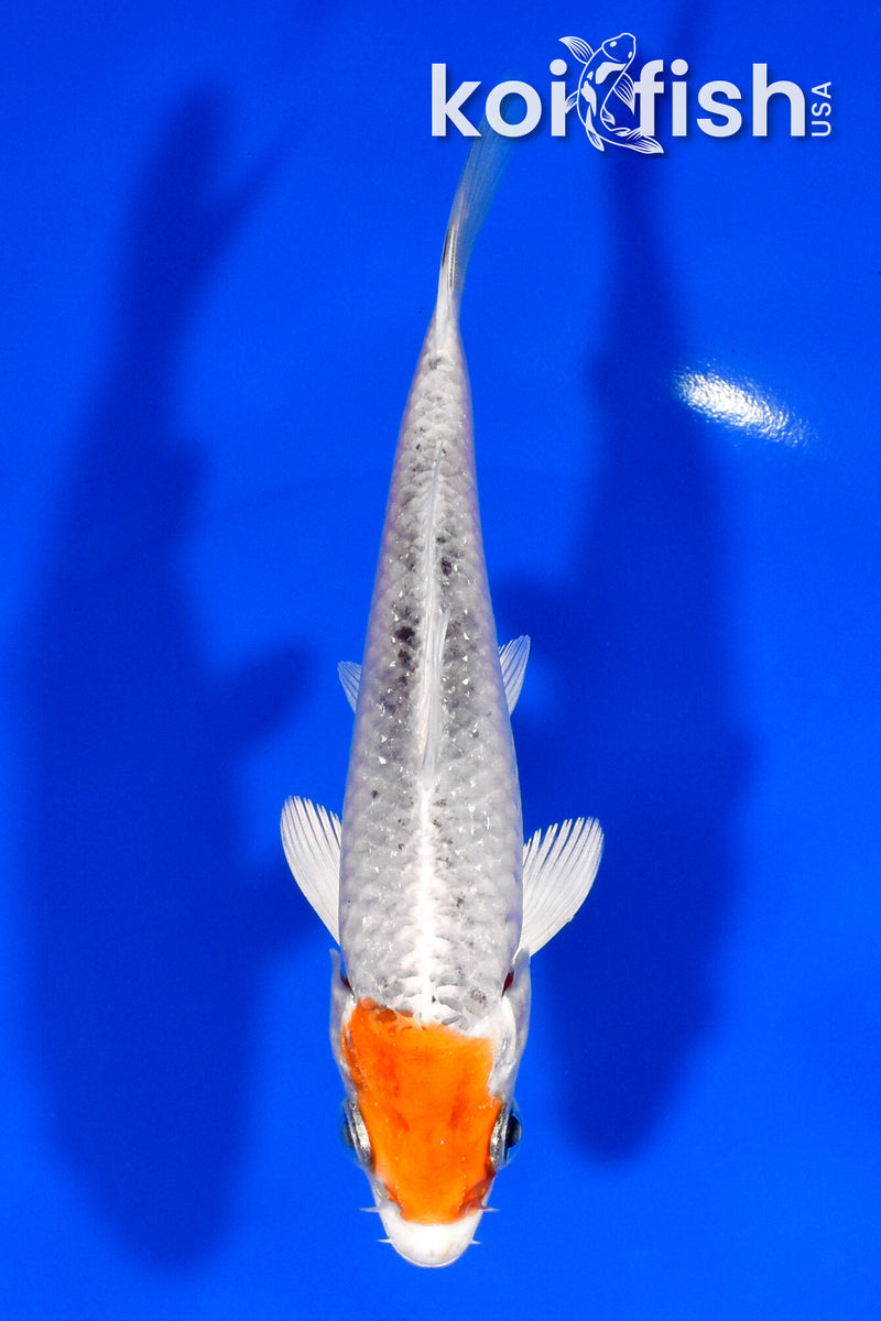 5.25" TANCHO YAMATO NISHIKI