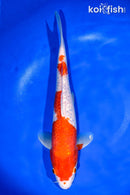 14.5" GINRIN KOHAKU