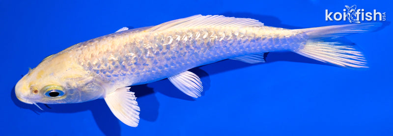 5.5" GINRIN YAMABUKI OGON