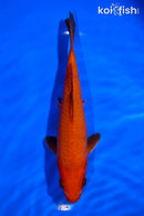 6.75" CHAGOI