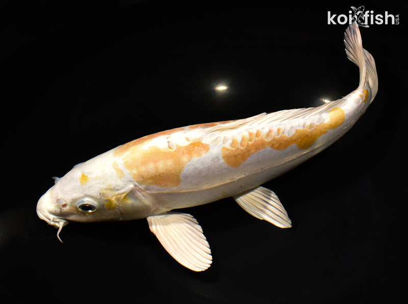 12.75" DOISU HARIWAKE
