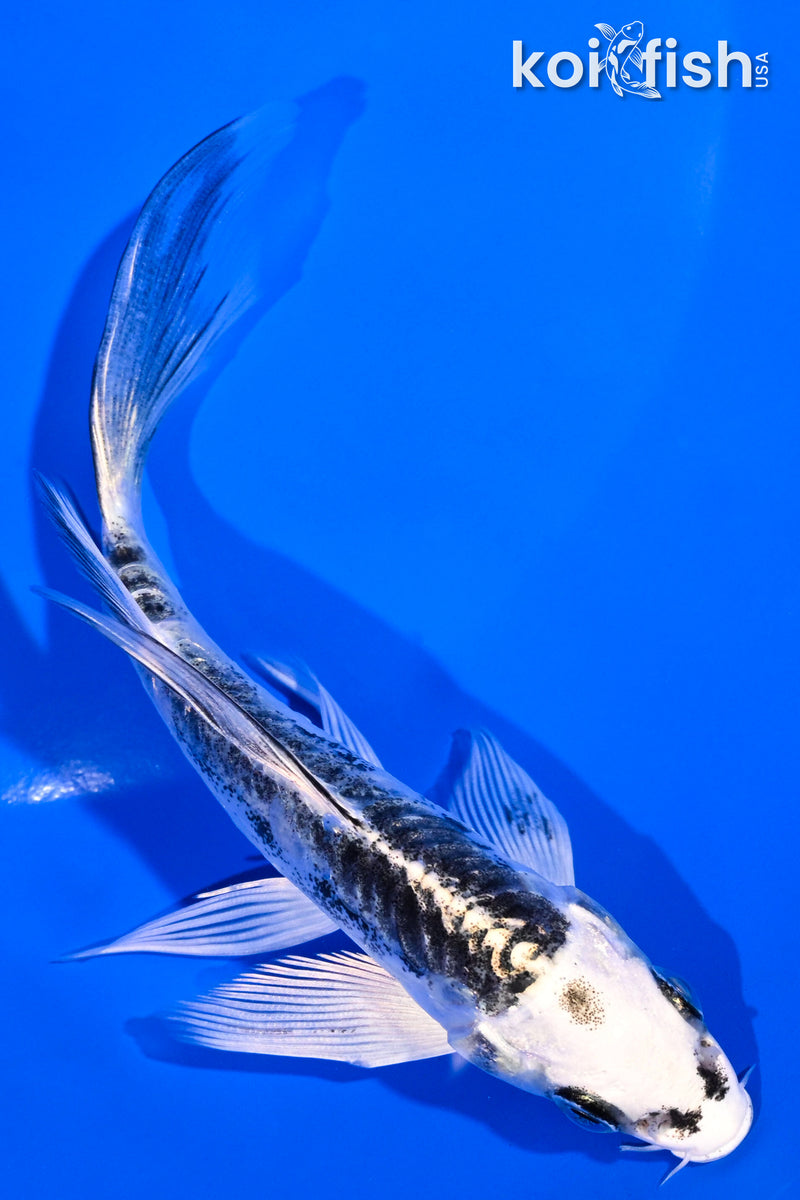 5" KIKOKURYU BUTTERFLY
