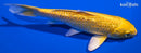 5.5" GINRIN YAMABUKI OGON