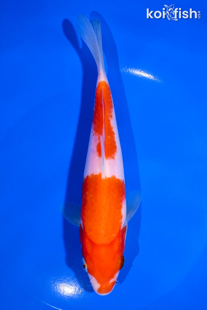 7" NIDAN KOHAKU