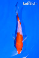 4" KOHAKU