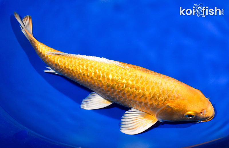 10.75" GINRIN YAMABUKI OGON