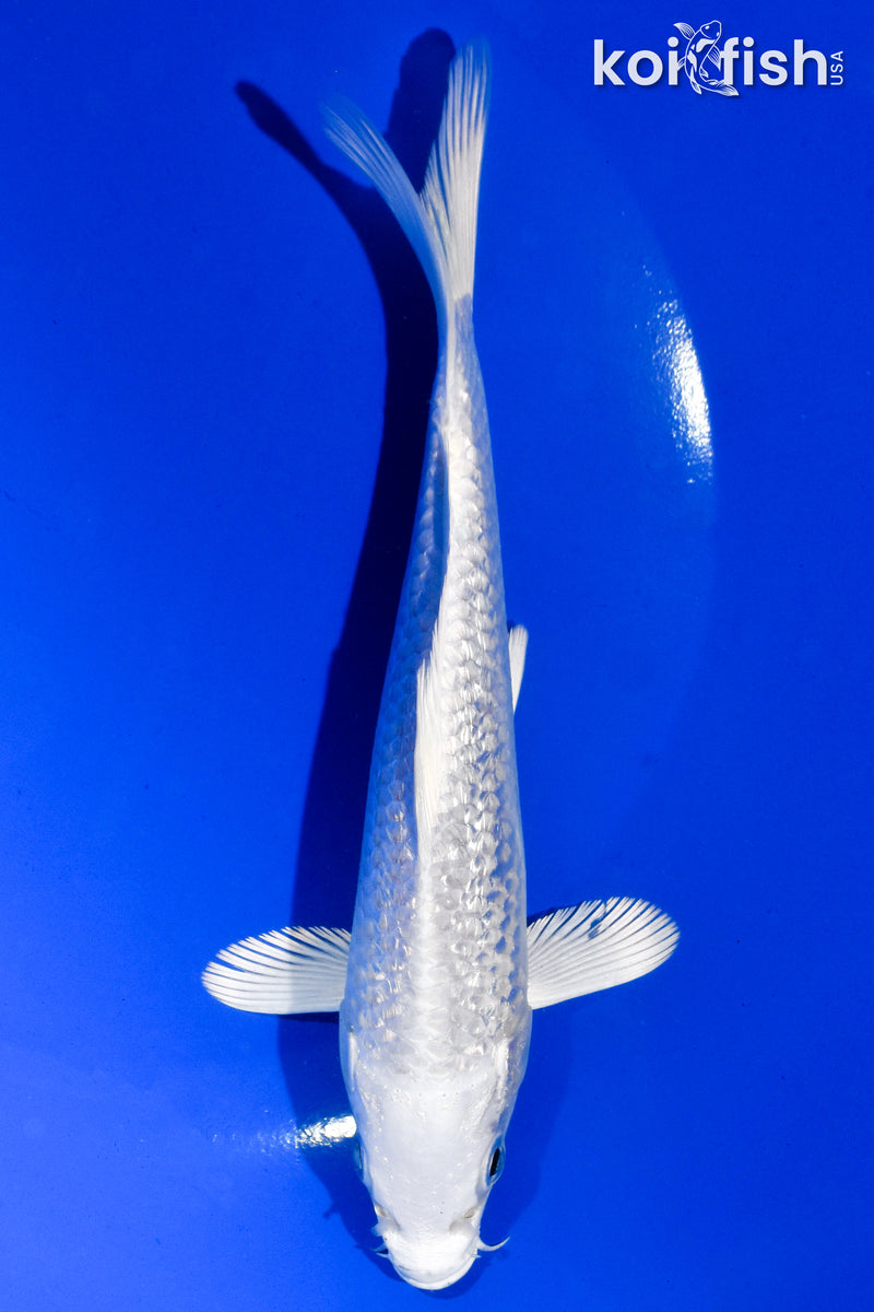 6" GINRIN PLATINUM OGON