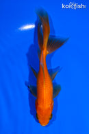 5.75" WATONAI GOLDFISH