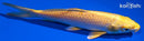 5.75" YAMABUKI OGON