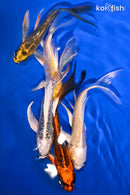 PACK OF (5) 4.5-5.5" BUTTERFLY KOI