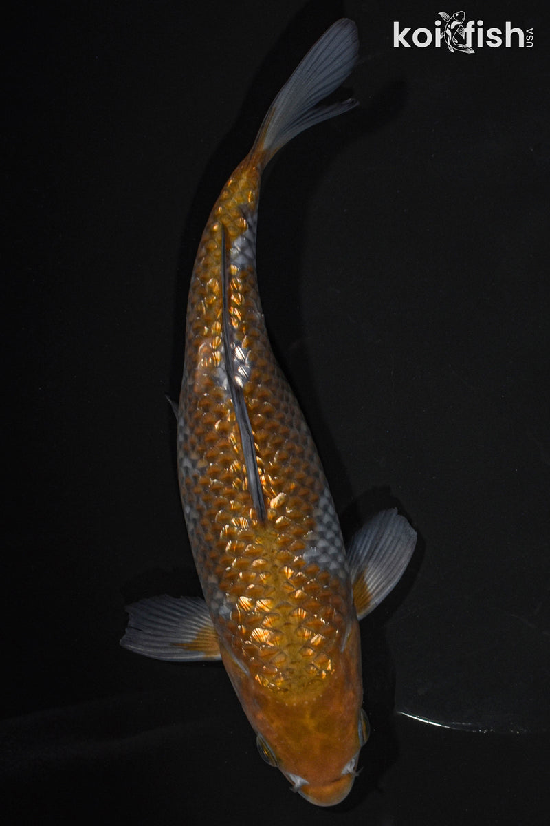 8.5" GINRIN OCHIBA SHIGURE