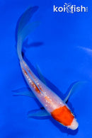4.5" GINRIN KOHAKU BUTTERFLY