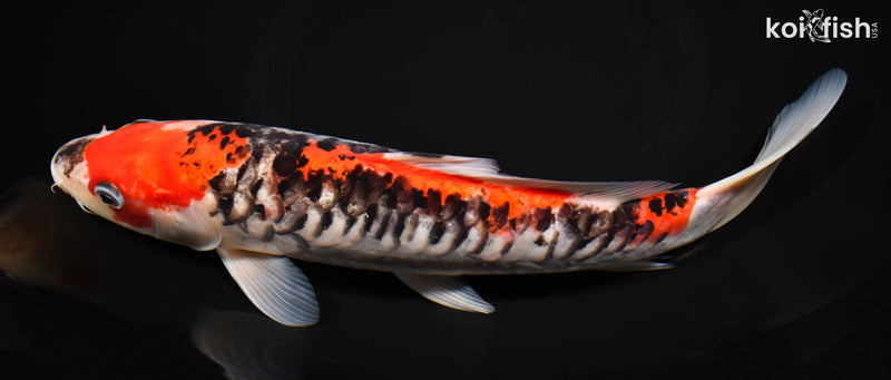 10.75" DOITSU GOSHIKI