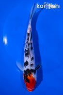 7" SANKE