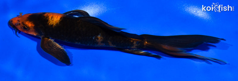 7" KIN HI UTSURI BUTTERFLY