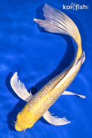 9.75" GINRIN YAMABUKI OGON BUTTERFLY