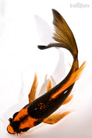 7" ORENJI MATSUBA BUTTERFLY