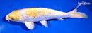 9" GINRIN LEMON HARIWAKE
