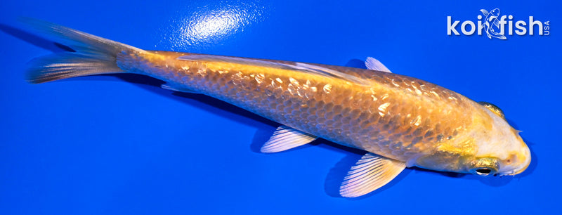 5" GINRIN YAMABUKI OGON