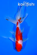 5.75" SARASA WATONAI GOLDFISH