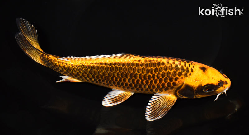 8.5" ORENJI MATSUBA