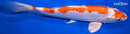 9.25" KIKUSUI