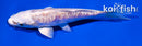 4" ARAGOKE PLATINUM OGON
