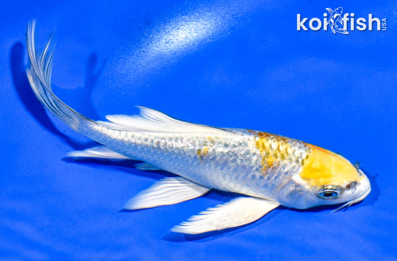 5.5" GINRIN KUJAKU BUTTERFLY
