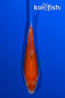 4.25" HARIWAKE
