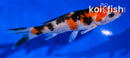3.5" SANKE