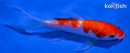 5.25" GINRIN KOHAKU BUTTERFLY
