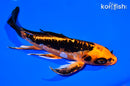8.25" ARAGOKE BENI KIKOKURYU BUTTERFLY