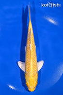 8.25" YAMABUKI OGON
