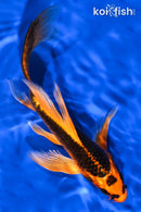 7.25" KIN ORENJI MATSUBA BUTTERFLY