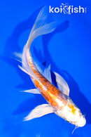 7.25" ARAGOKE KIKUSUI BUTTERFLY