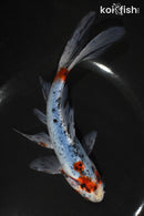 7" SHUBUNKIN GOLDFISH