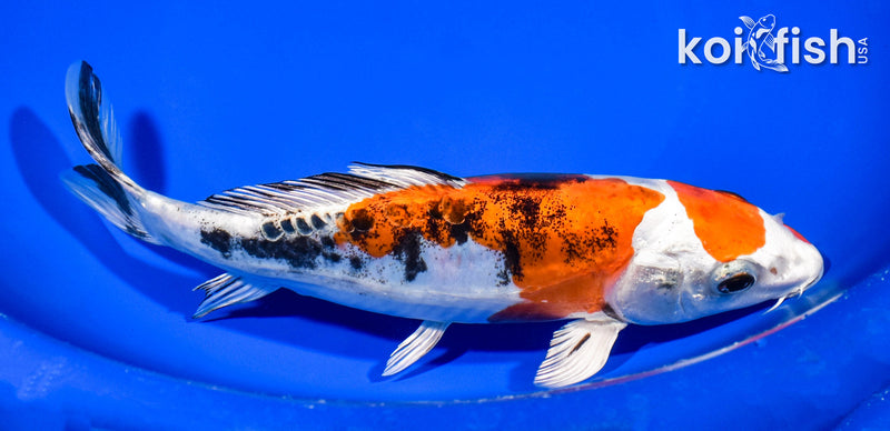 8" HEISEI NISHIKI