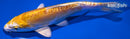 6.25" DOITSU LEMON HARIWAKE