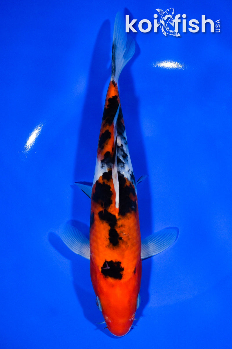 8.25" SANKE